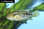 laetacara araguaiae laetacara araguaiae