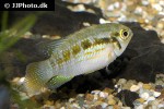 laetacara araguaiae laetacara araguaiae