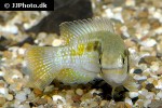 laetacara araguaiae laetacara araguaiae