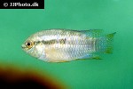 laetacara curviceps laetacara curviceps