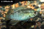 laetacara curviceps laetacara curviceps