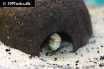 laetacara curviceps laetacara curviceps