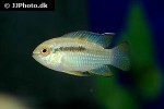 laetacara curviceps laetacara curviceps