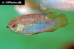 laetacara curviceps laetacara curviceps