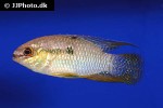 laetacara curviceps laetacara curviceps