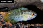 laetacara curviceps laetacara curviceps