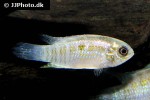 laetacara curviceps laetacara curviceps