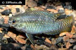 laetacara curviceps laetacara curviceps