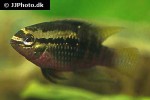 laetacara dorsigera laetacara dorsigera