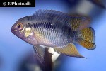 laetacara dorsigera laetacara dorsigera