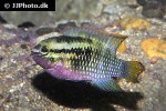 laetacara dorsigera laetacara dorsigera