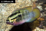 laetacara dorsigera laetacara dorsigera