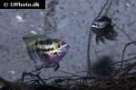 laetacara dorsigera laetacara dorsigera