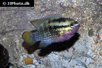 laetacara dorsigera laetacara dorsigera