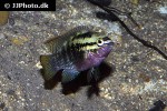 laetacara dorsigera laetacara dorsigera