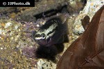 laetacara dorsigera laetacara dorsigera
