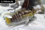 laetacara flavilabris laetacara flavilabris
