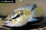 laetacara flavilabris laetacara flavilabris