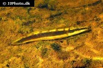 lugubria acutirostris lugubria acutirostris