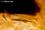 lugubria acutirostris lugubria acutirostris