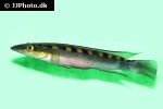 lugubria acutirostris lugubria acutirostris