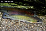 lugubria cincta lugubria cincta