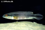 lugubria johanna lugubria johanna