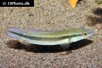 lugubria johanna lugubria johanna