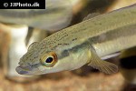 lugubria johanna lugubria johanna