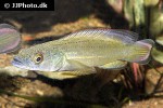 lugubria johanna lugubria johanna