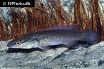 lugubria johanna lugubria johanna