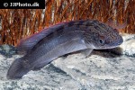 lugubria johanna lugubria johanna