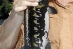 lugubria lenticulata lugubria lenticulata