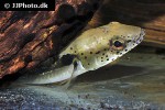 lugubria lenticulata lugubria lenticulata