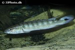 lugubria lenticulata lugubria lenticulata