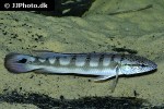 lugubria lenticulata lugubria lenticulata