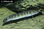 lugubria lenticulata lugubria lenticulata