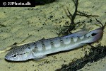 lugubria lenticulata lugubria lenticulata