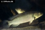lugubria lugubris lugubria lugubris