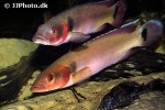 lugubria lugubris lugubria lugubris