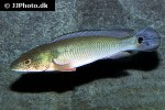 lugubria lugubris lugubria lugubris