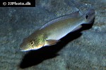 lugubria lugubris lugubria lugubris