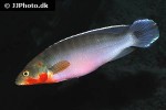 lugubria lugubris lugubria lugubris