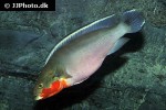 lugubria lugubris lugubria lugubris