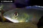 lugubria lugubris lugubria lugubris