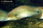 lugubria lugubris lugubria lugubris