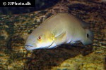 lugubria lugubris lugubria lugubris