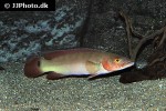 lugubria lugubris lugubria lugubris