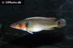 lugubria lugubris lugubria lugubris