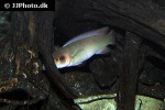 lugubria lugubris lugubria lugubris